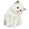 Стикер 19 Kitten      