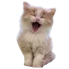 Стикер 18 Kitten      