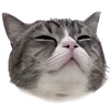 Стикер 11 Kitten      