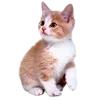 Стикер 20 Kitten      