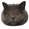 Стикер 9 Kitten      