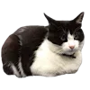Стикер 14 Kitten      