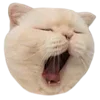 Стикер 5 Kitten      