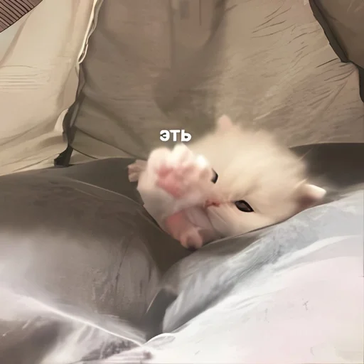 🌡 Стикер «kitten kawaii» для Telegram