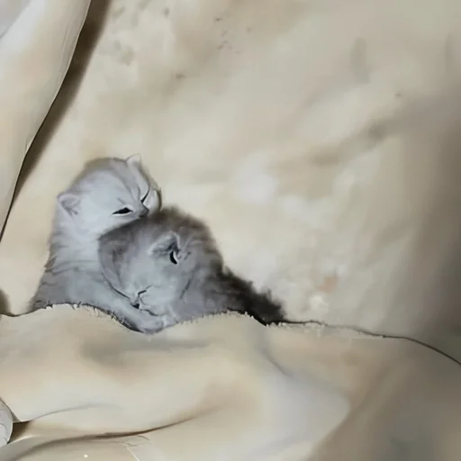 🥛 Стикер «kitten kawaii» для Telegram