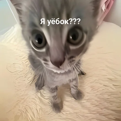 🧸 Стикер «kitten kawaii» для Telegram