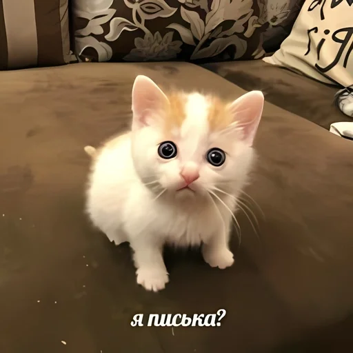 💉 Стикер «kitten kawaii» для Telegram