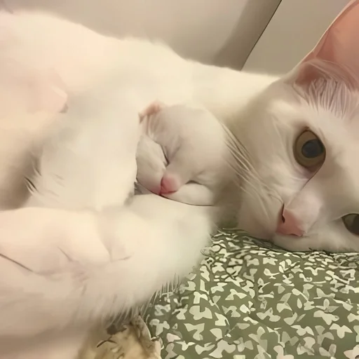 🐰 Стикер «kitten kawaii» для Telegram