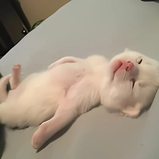 🧁 Стикер «kitten kawaii» для Telegram