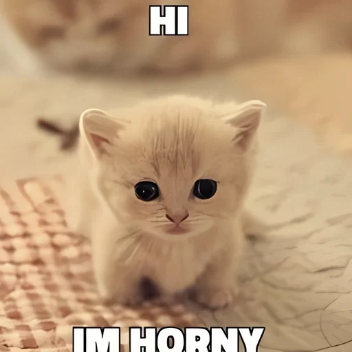 🐇 Стикер «kitten kawaii» для Telegram