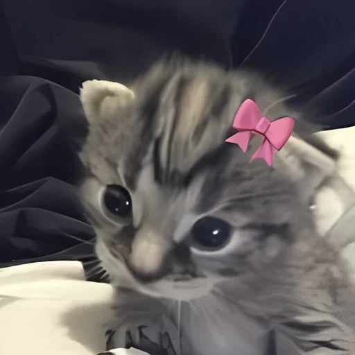 🧂 Стикер «kitten kawaii» для Telegram