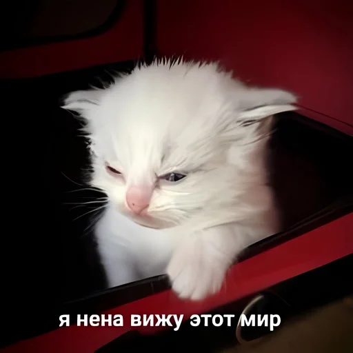 🧁 Стикер «kitten kawaii» для Telegram