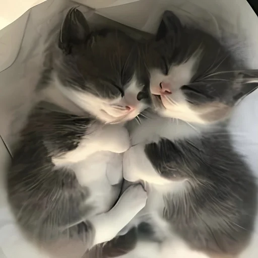 🌡 Стикер «kitten kawaii» для Telegram