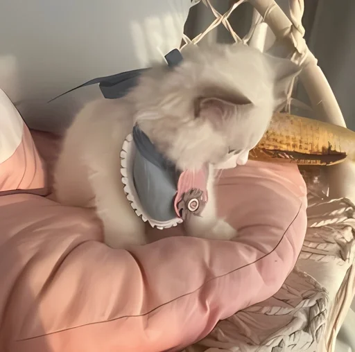✉️ Стикер «kitten kawaii» для Telegram
