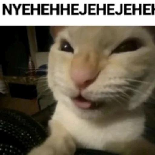 😋 Стикер «хайповые котики» для Telegram