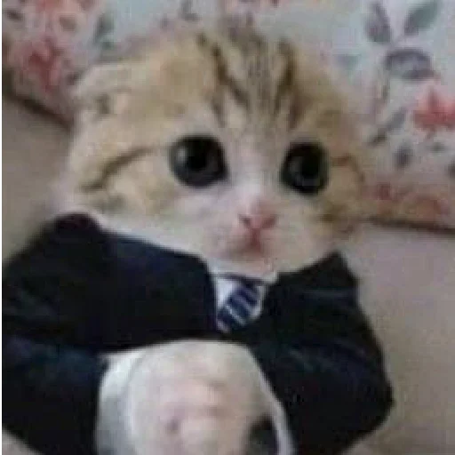 🥺 Стикер «хайповые котики» для Telegram