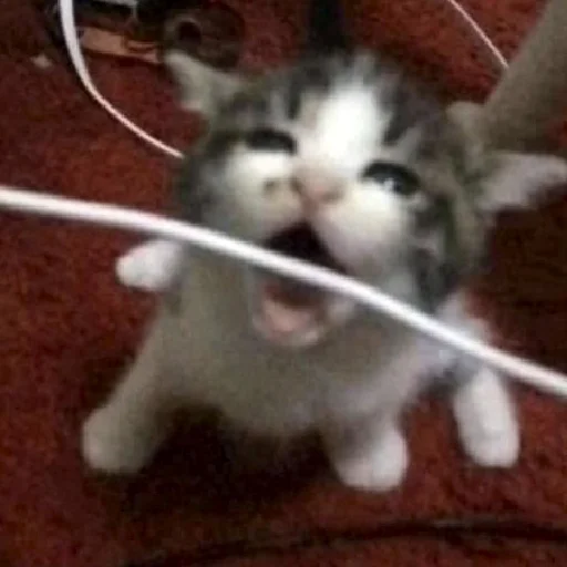 😿 Стикер «хайповые котики» для Telegram