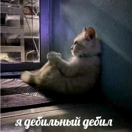 🙁 Стикер «хайповые котики» для Telegram