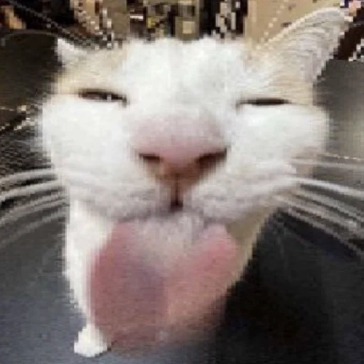 😋 Стикер «хайповые котики» для Telegram