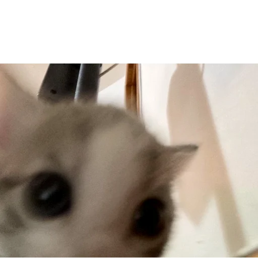 👀 Стикер «хайповые котики» для Telegram