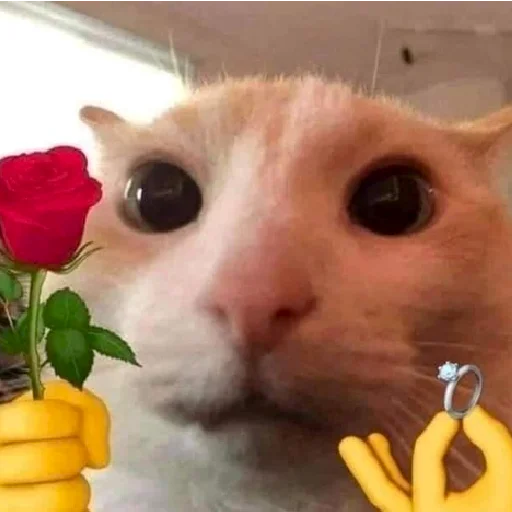 💍 Стикер «хайповые котики» для Telegram