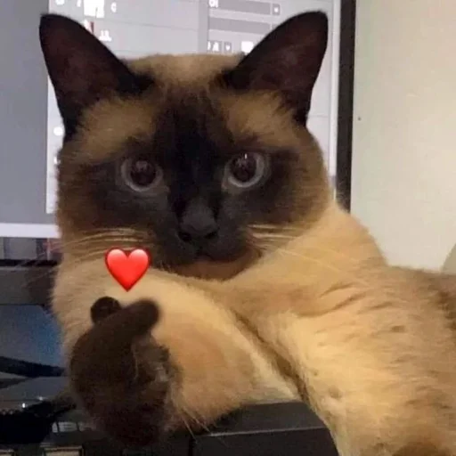 ❤️ Стикер «хайповые котики» для Telegram