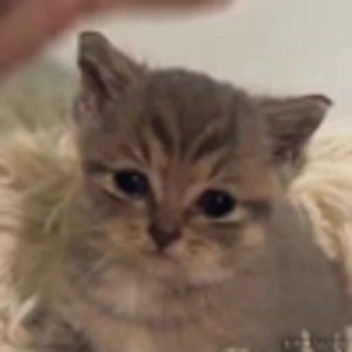 😿 Эмодзи «Kittens» для Telegram