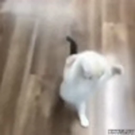 🥺 Эмодзи «Kittens» для Telegram