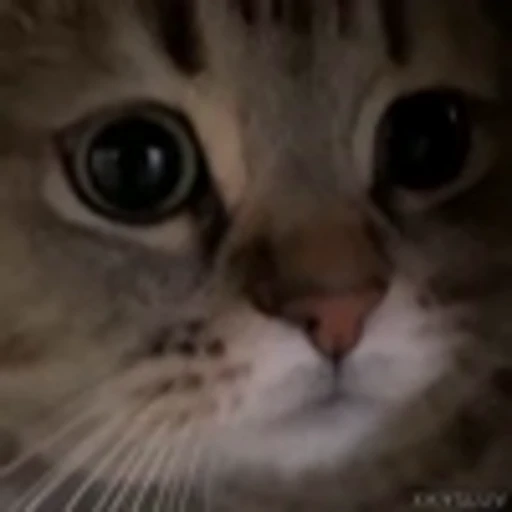🙁 Эмодзи «Kittens» для Telegram
