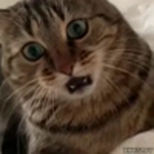 😠 Эмодзи «Kittens» для Telegram