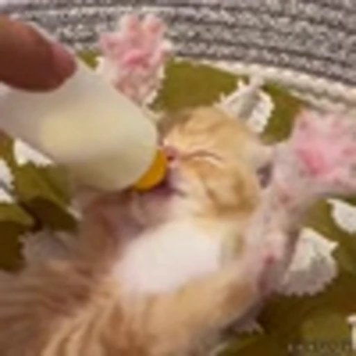 🍼 Эмодзи «Kittens» для Telegram