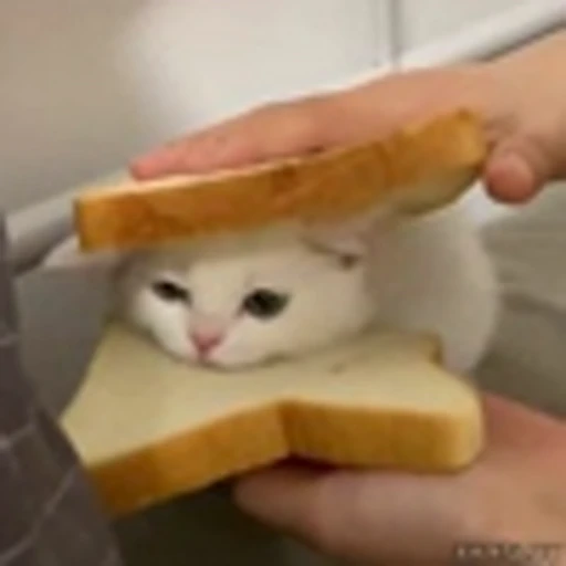 🥪 Эмодзи «Kittens» для Telegram