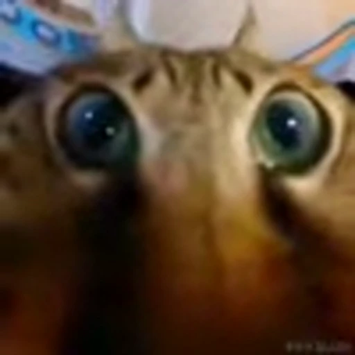 😋 Эмодзи «Kittens» для Telegram