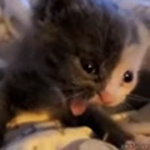 🥱 Эмодзи «Kittens» для Telegram