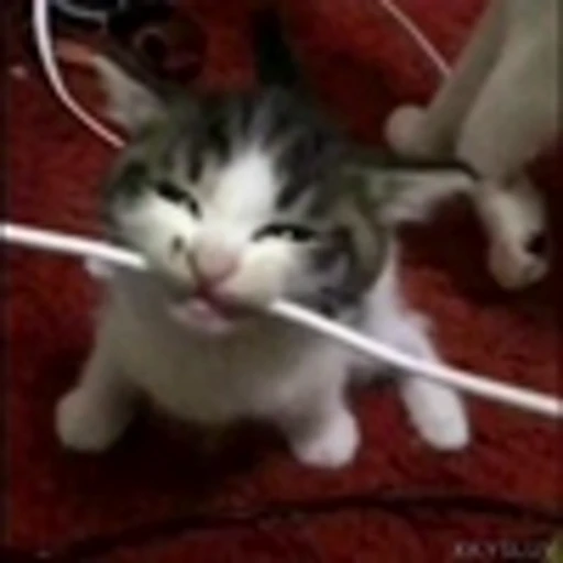 🤩 Эмодзи «Kittens» для Telegram