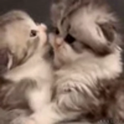 🤍 Эмодзи «Kittens» для Telegram