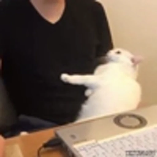 🫨 Эмодзи «Kittens» для Telegram