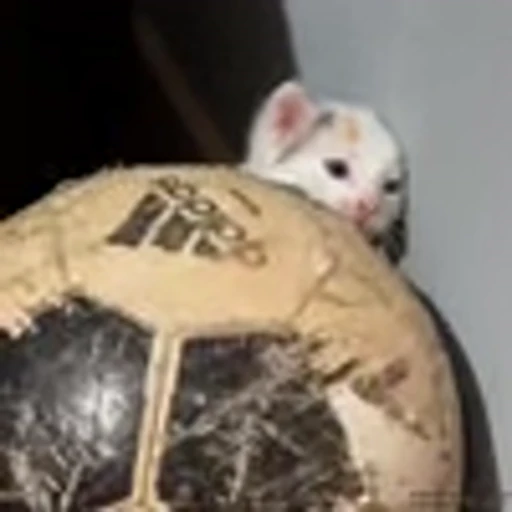 ⚽️ Эмодзи «Kittens» для Telegram