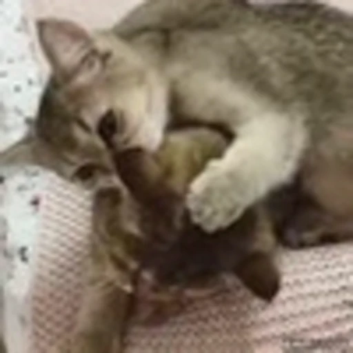 🤎 Эмодзи «Kittens» для Telegram