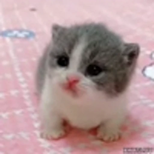 🫨 Эмодзи «Kittens» для Telegram