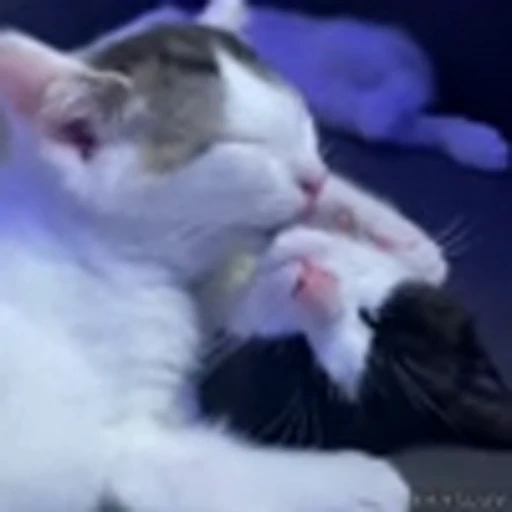 🫂 Эмодзи «Kittens» для Telegram