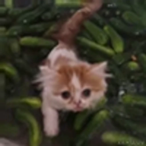 🥒 Эмодзи «Kittens» для Telegram