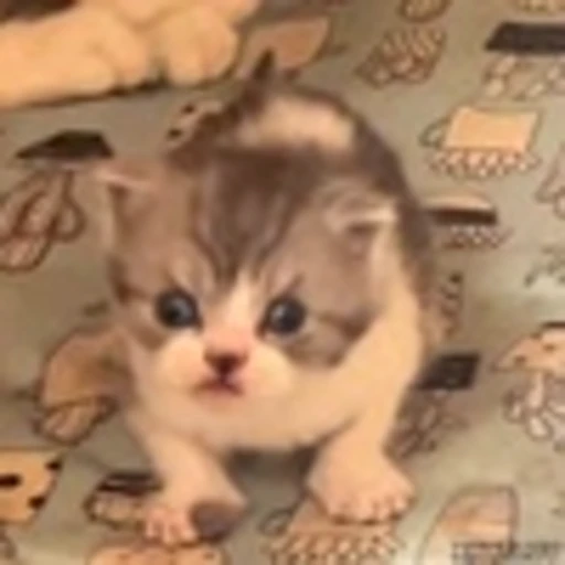 😾 Эмодзи «Kittens» для Telegram