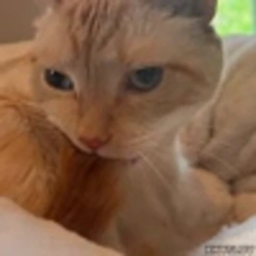 😳 Эмодзи «Kittens» для Telegram