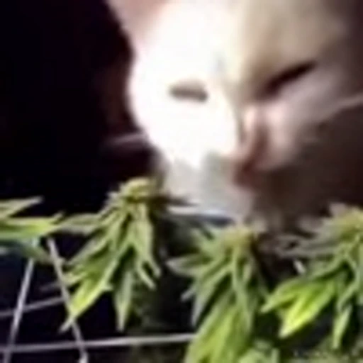 🌿 Эмодзи «Kittens» для Telegram