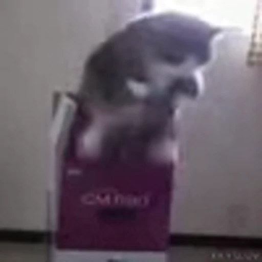 📦 Эмодзи «Kittens» для Telegram