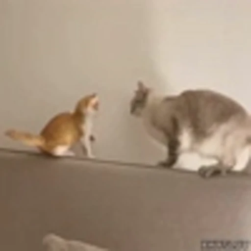 💪 Эмодзи «Kittens» для Telegram