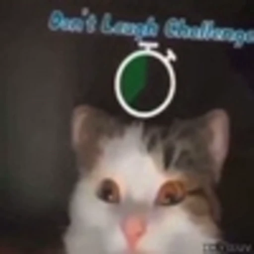 😳 Эмодзи «Kittens» для Telegram
