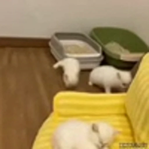 🤝 Эмодзи «Kittens» для Telegram