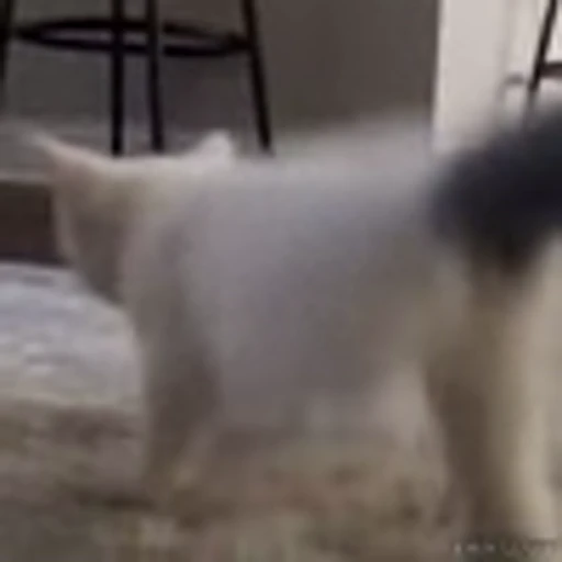 🕺 Эмодзи «Kittens» для Telegram
